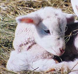 Lamb