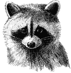 racoon