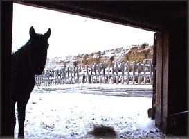 Sunny's Barn