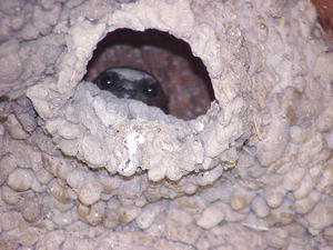 Barn Swallows