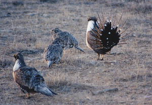 Sage Rooster & Hens