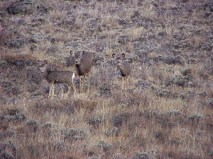 Deer in the sagebrush