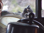 Starlings through the kitchen window