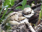 Baby Kildeer