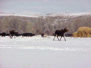 This cow moose and her yearling calf nonchalantly trotted by the feedground today, headed for our neighbor's ranch