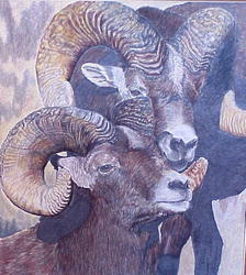 Big Horn Sheep