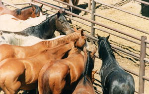 Ranch horses