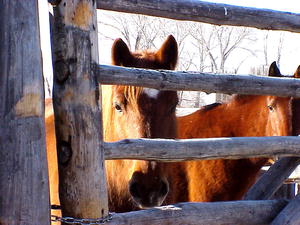 Waiting for the grain bucket