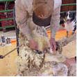 Shearing sheep