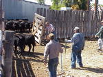 Sorting calves