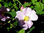 Wild roses are in bloom