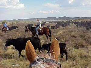 Moving the herd back after vaccinating