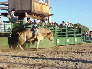 Bull Rider