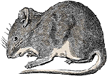 mouse