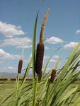 Cattails