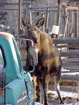 Calf Moose